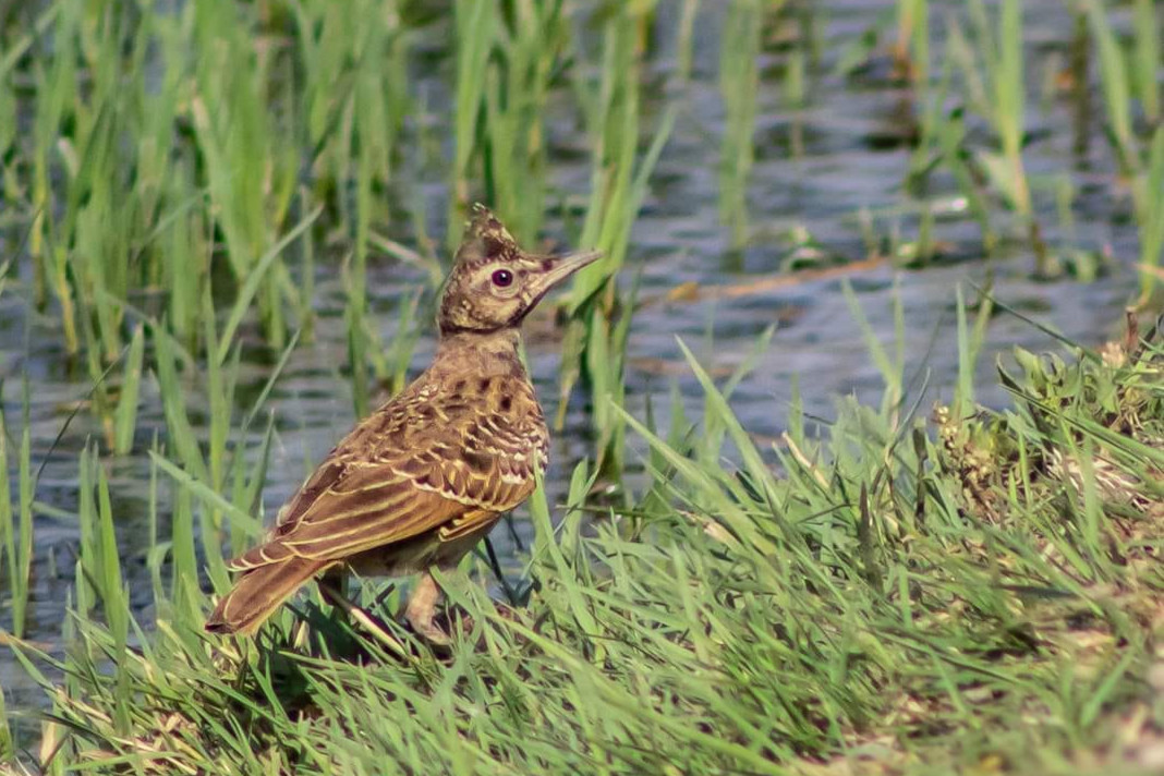 Birdwatching tour at al-Qanater, Egypt