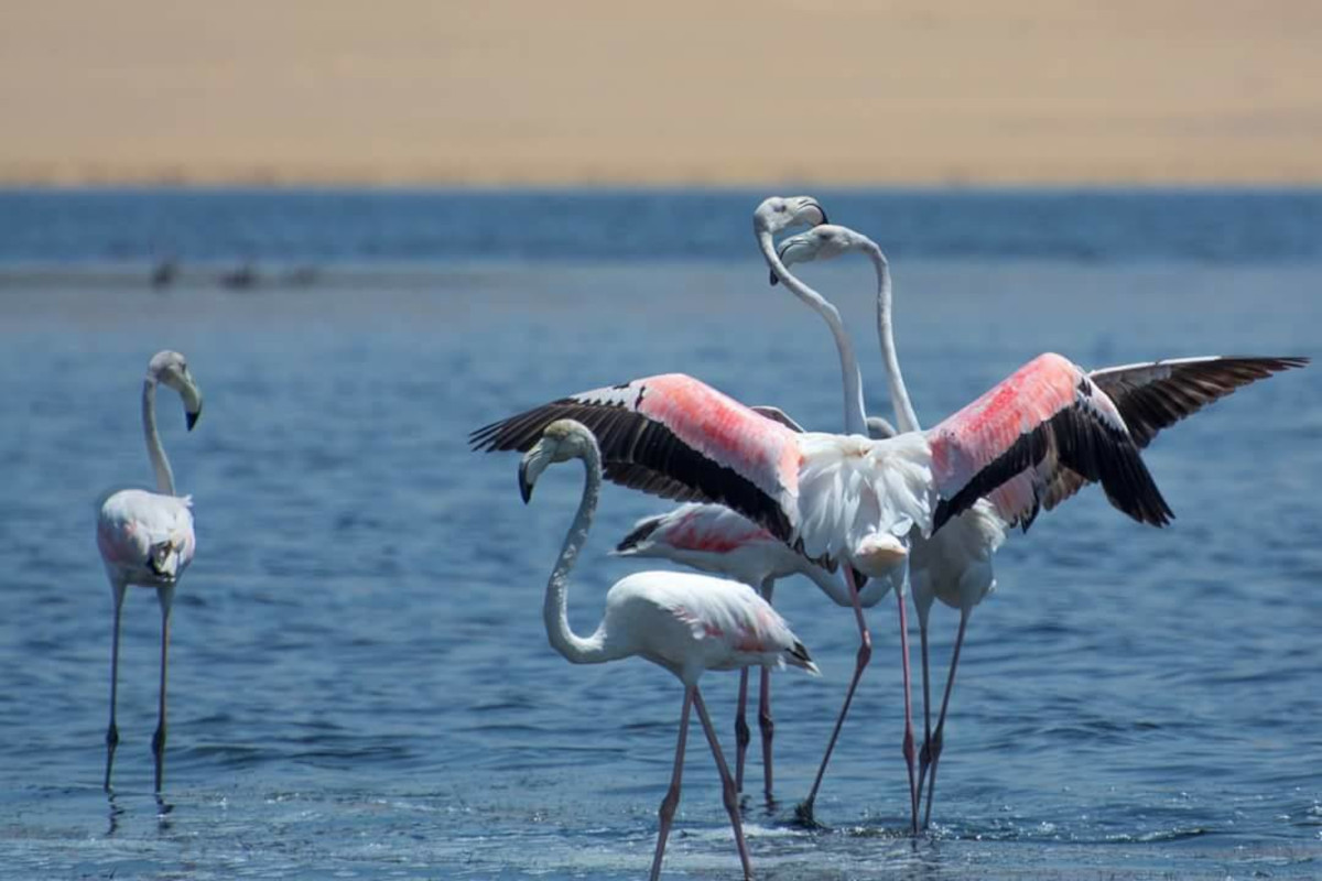 Flamingo at Port Said