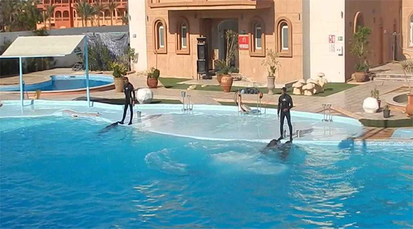 dolphins excursions sharm el sheikh