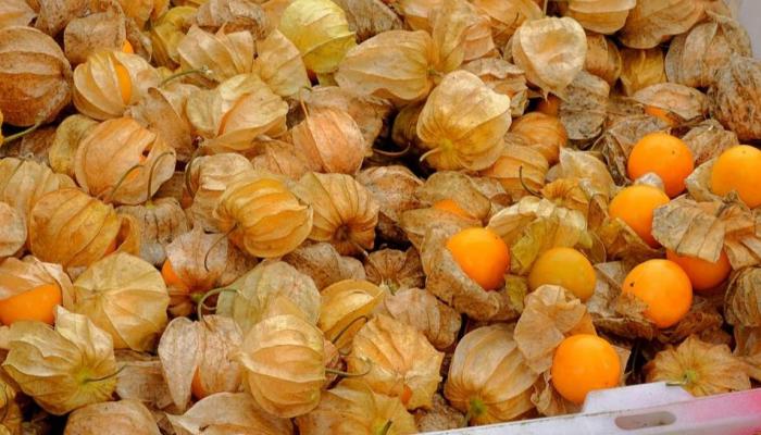 
physalis golden berry street food Egypt